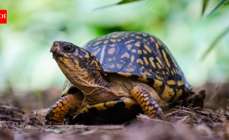 Smithsonian researchers used X-rays, plastic cups and 216-yard spools of thread to find wild turtle nests; predators raided 13 of 16
