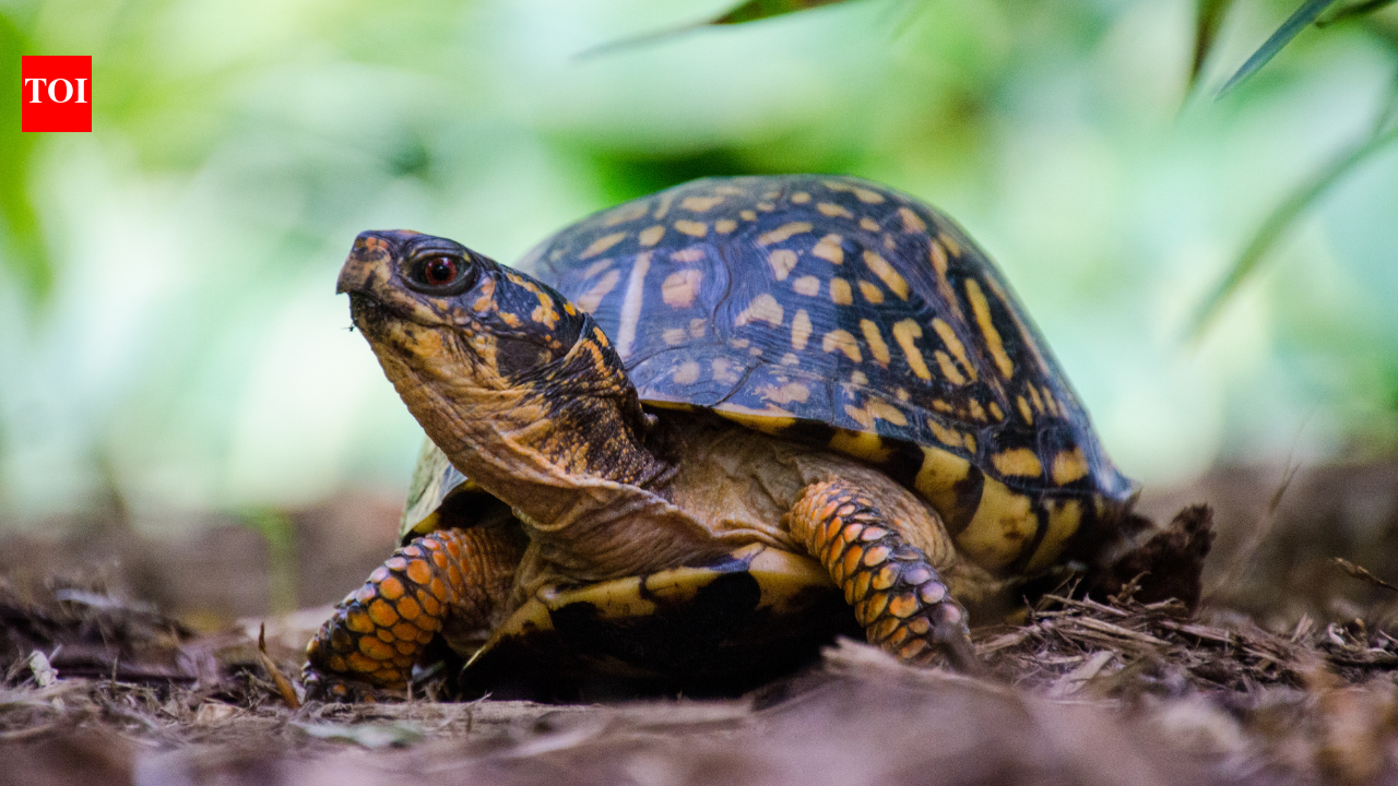 Smithsonian researchers used X-rays, plastic cups and 216-yard spools of thread to find wild turtle nests; predators raided 13 of 16