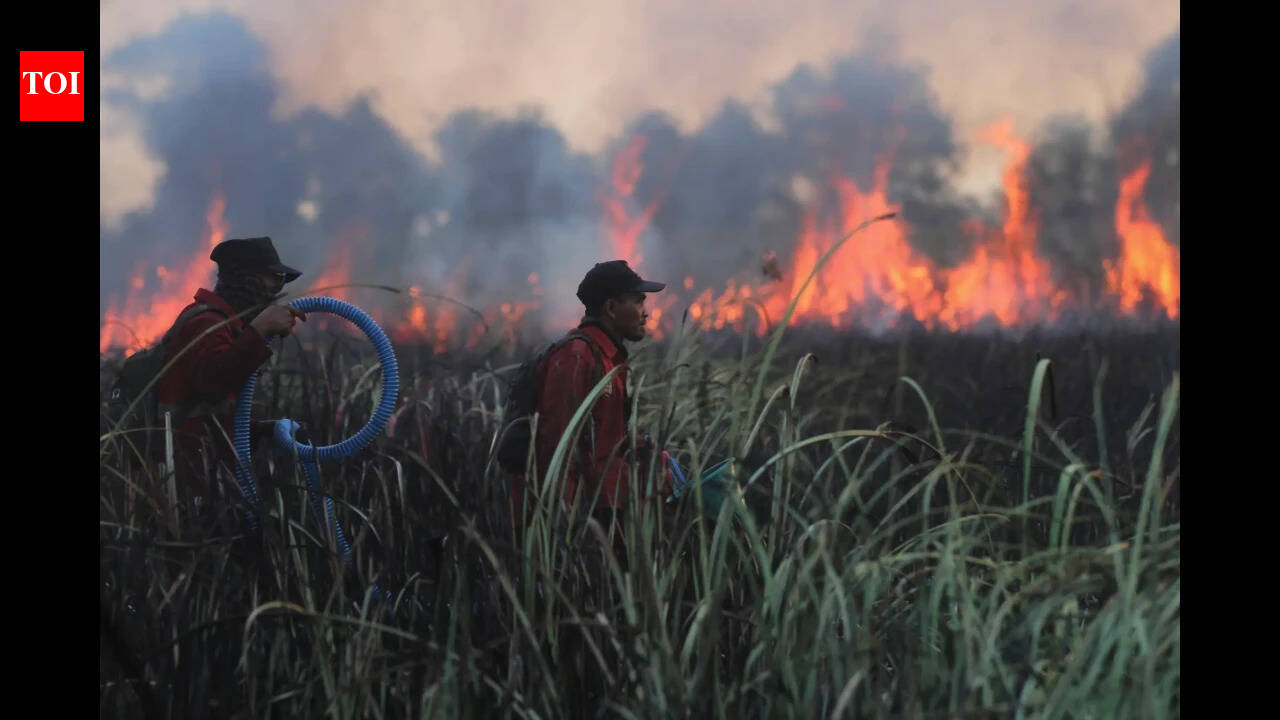 Wildfires came within metres of rescued orangutans in Indonesia; staff fought the blaze into the night and moved 60 animals to safer enclosures