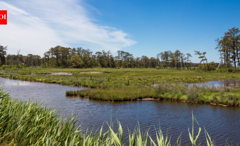 In 2015, a storm flooded and destroyed a Virginia wildlife refuge beach parking lot; now officials are moving it 2.5 miles north so dunes and saltmarsh can reclaim the old site