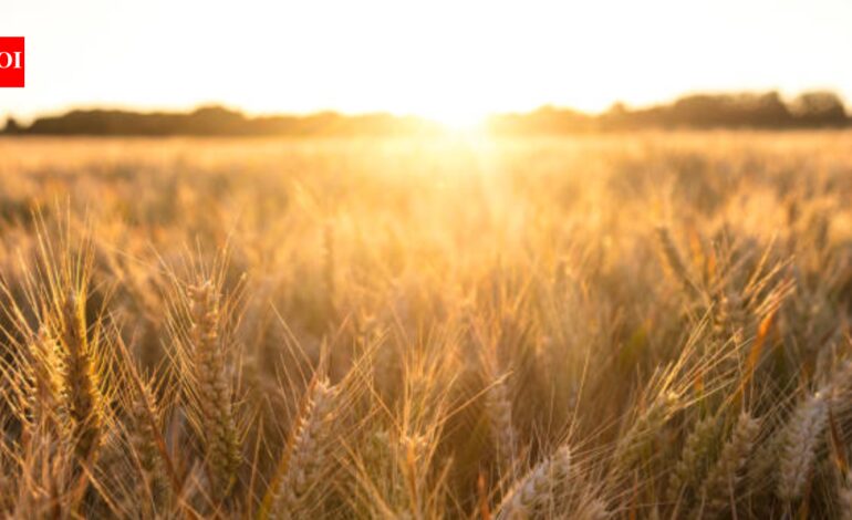 In 1961, British scientists stopped farming a 4-hectare barley field and left it alone; 60 years later, it had turned itself into a complex native woodland