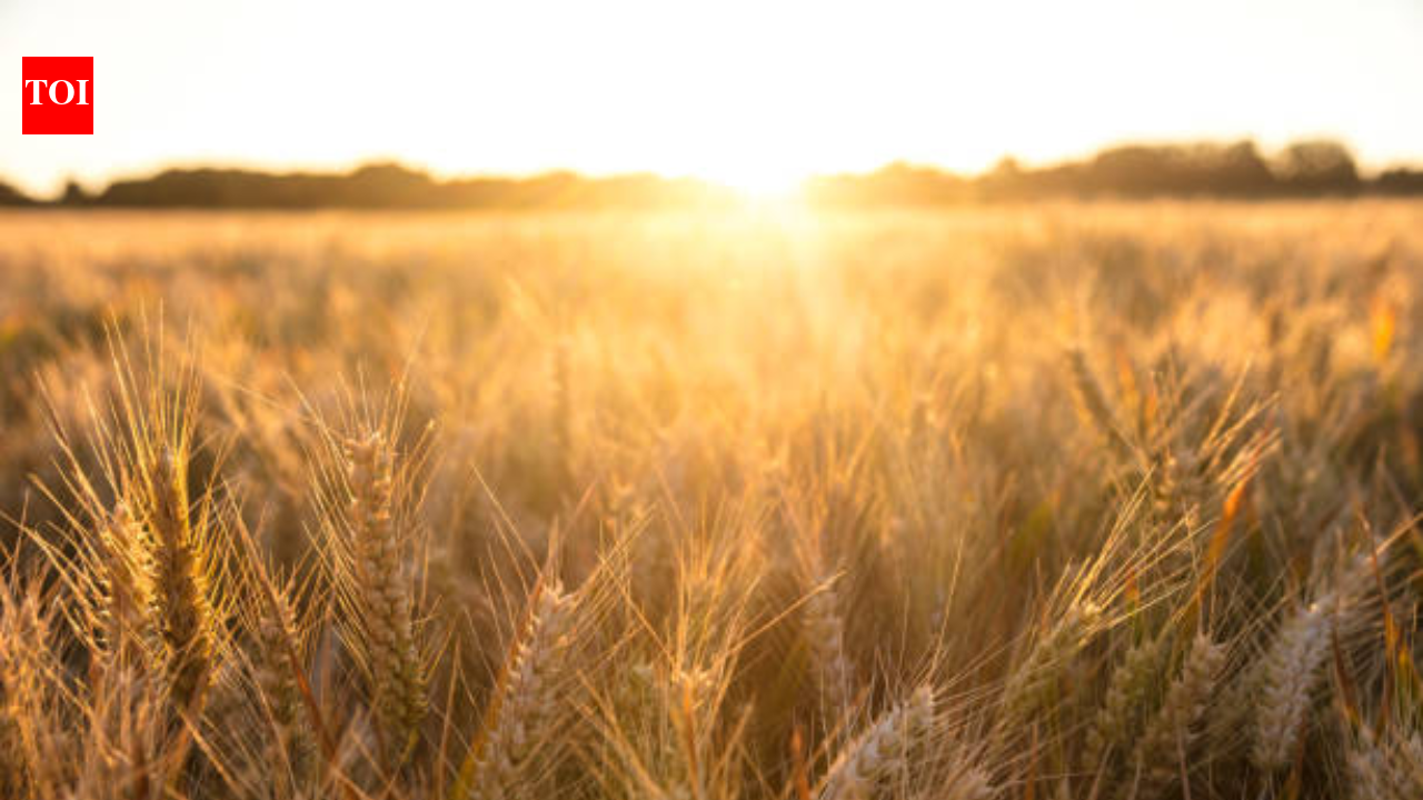 In 1961, British scientists stopped farming a 4-hectare barley field and left it alone; 60 years later, it had turned itself into a complex native woodland