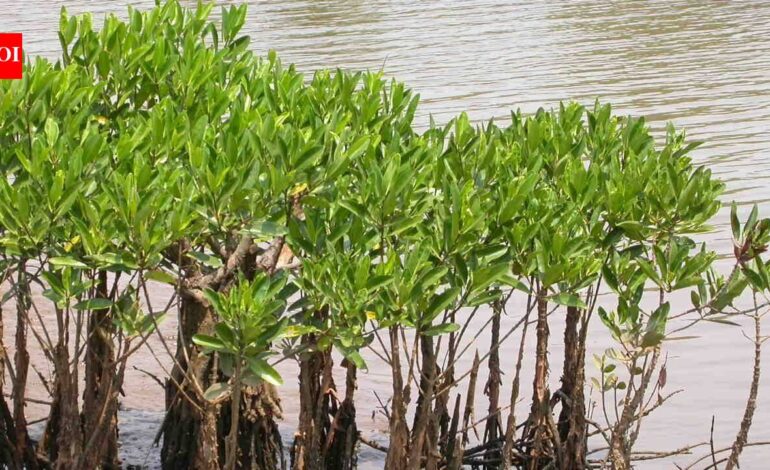 Meet Alex Webster, the Florida teenager who is giving away mangroves as ‘pets’ to people to protect disappearing coastal forests | World News