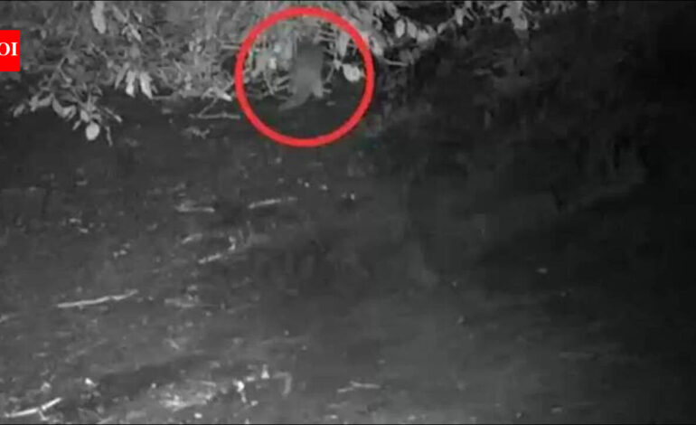 First time in 100 years, North American river otter spotted in the Bronx River: ‘I could hardly believe what I was seeing’
