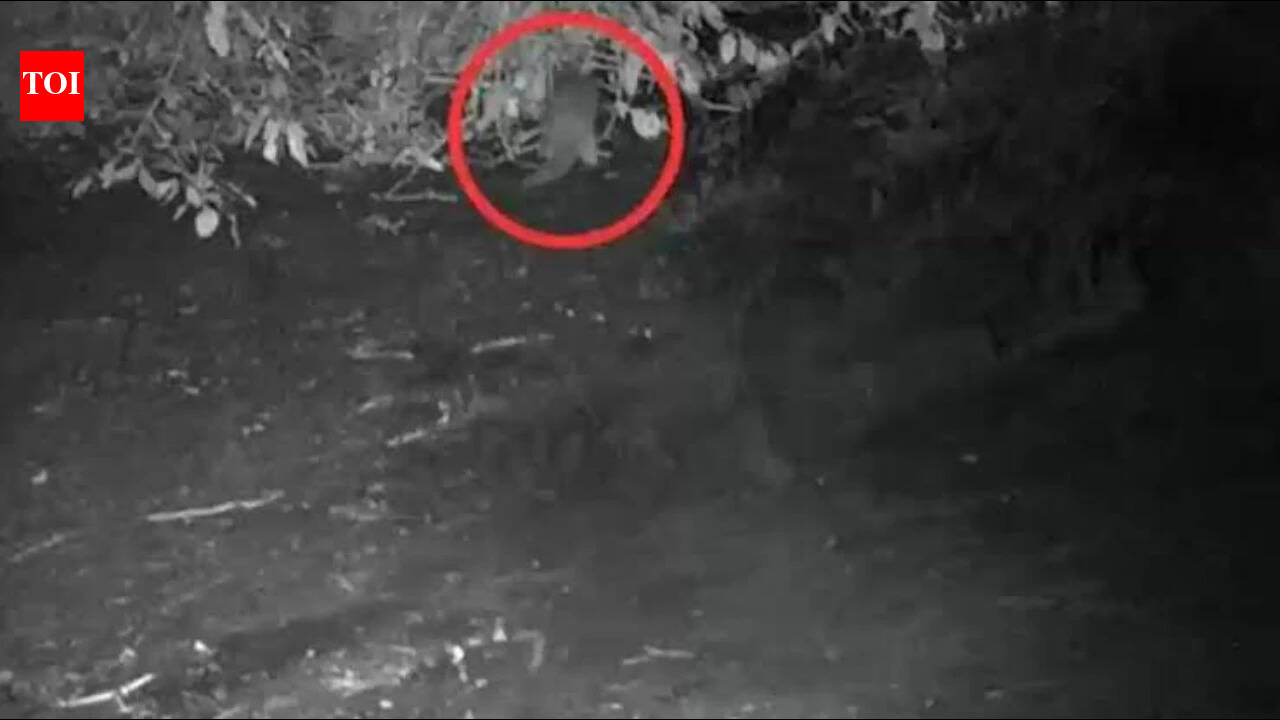 First time in 100 years, North American river otter spotted in the Bronx River: ‘I could hardly believe what I was seeing’