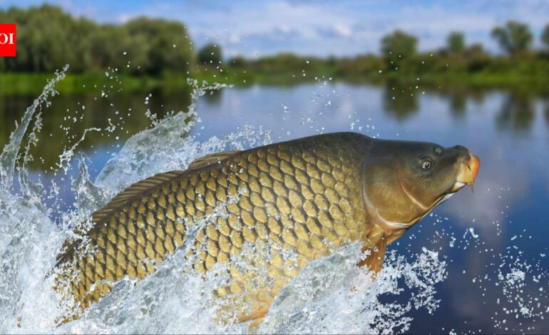 Tasmania spent 28 years removing invasive carp from two lakes; after 49,301 fish were taken out, the state declared carp functionally eradicated and trout began bouncing back