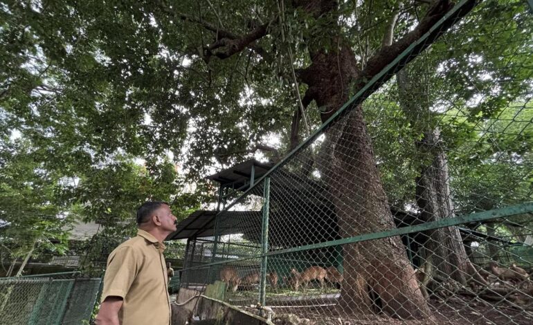 Thiruvananthapuram zoo set to protect old Arara nut-tree